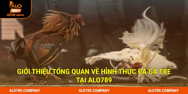 Giới thiệu tổng quan về hình thức đá gà tre tại Alo789